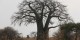 Tanzanie - 2010-09 - 344 - Tarangire - Baobab